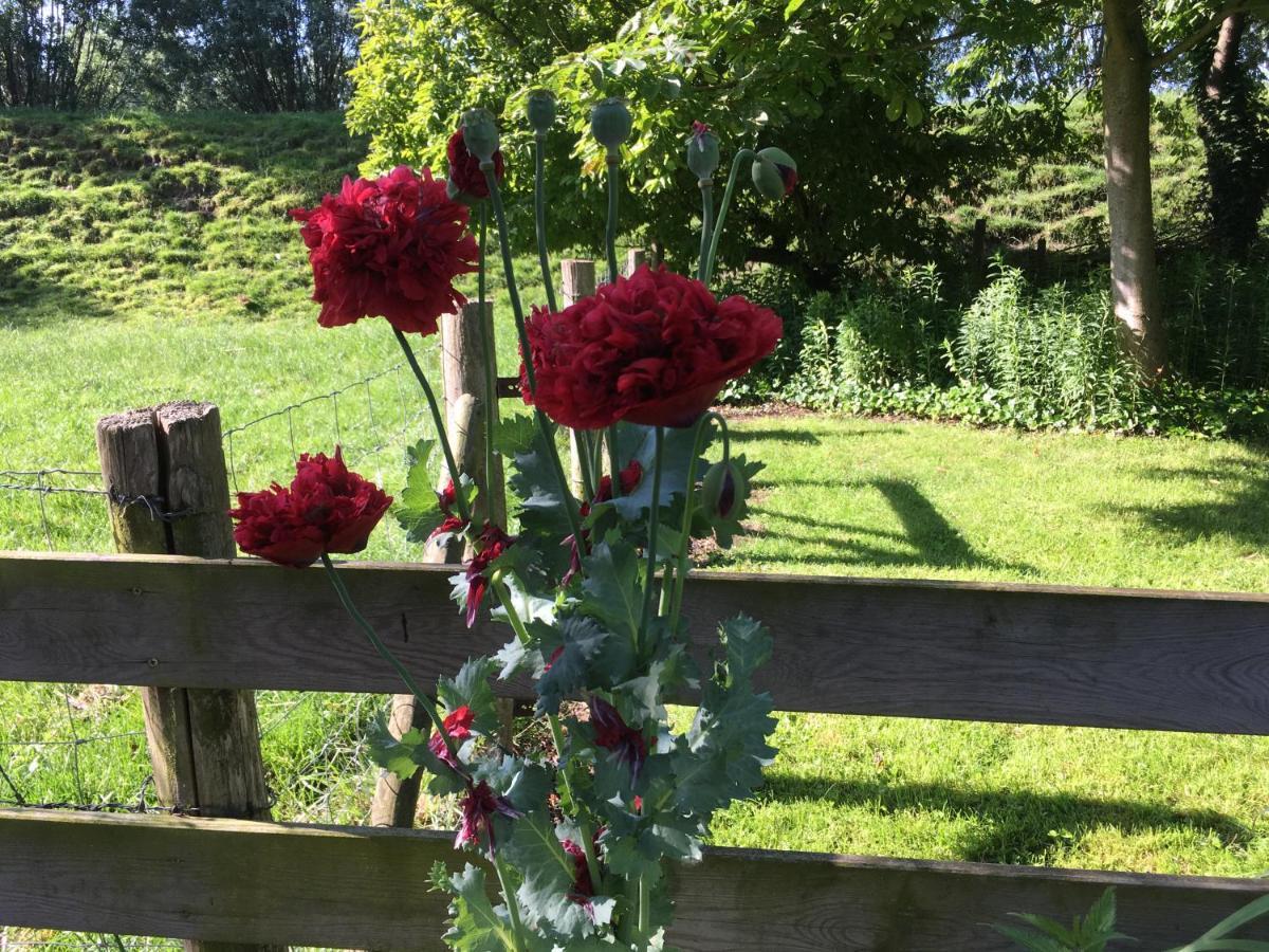 B&B De Tol Hulst Exteriör bild